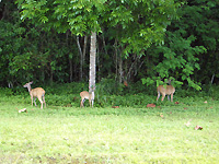 Deer on the way to Chan Chich