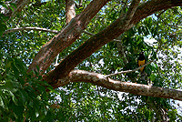 Bird seen at Lamanai
