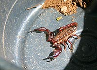 Scorpion in attack mode