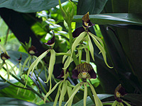 Black orchids