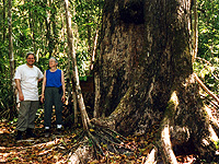 Big trees!